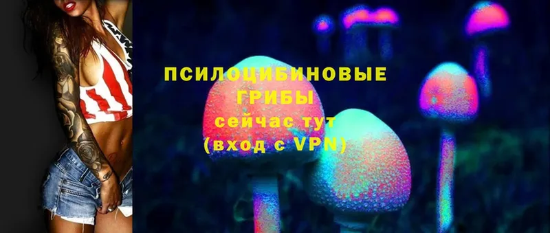 Галлюциногенные грибы Psilocybine cubensis  закладка  Берёзовский 